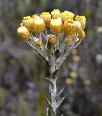 Achyranthemum mucronatum