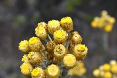 Achyranthemum mucronatum