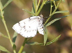 Cingilia catenaria