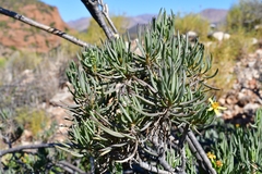 Senecio cotyledonis