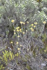 Achyranthemum mucronatum