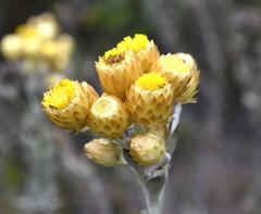 Achyranthemum mucronatum