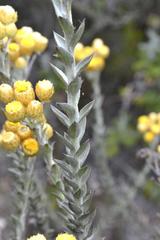 Achyranthemum mucronatum