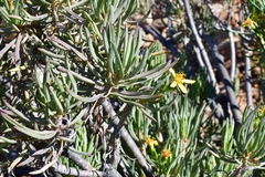 Senecio cotyledonis