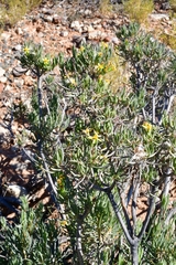 Senecio cotyledonis