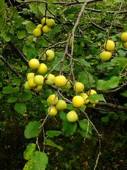 Prunus brigantina