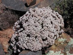 Crassula macowaniana