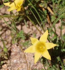 Romulea citrina