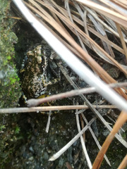 Eleutherodactylus nitidus