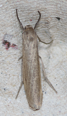 Crambidia dusca