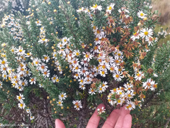 Diplostephium ericoides