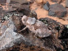 Trachypetrella anderssonii