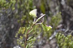 Polygala peduncularis