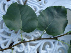 Alnus cordata