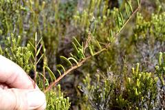 Polygala peduncularis