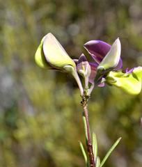 Polygala peduncularis