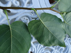 Alnus cordata