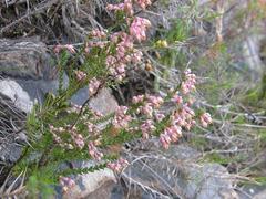 Erica brevifolia