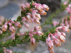 Erica brevifolia
