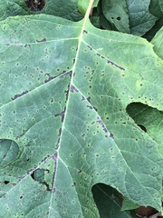 Cercospora hydrangeae
