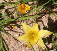 Romulea citrina