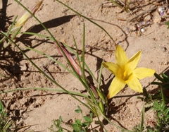 Romulea citrina