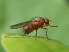 Sapromyzosoma quadripunctata