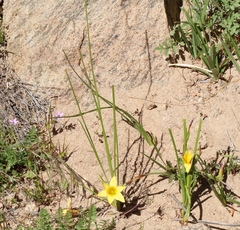 Romulea citrina