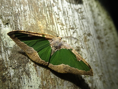 Celenna festivaria