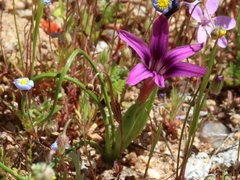 Romulea kamisensis