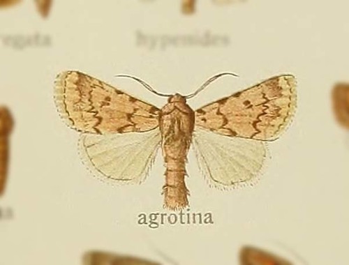 Amphidrina agrotina