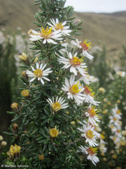 Diplostephium ericoides