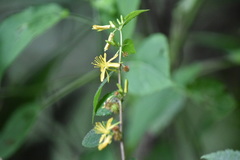 Triumfetta semitriloba