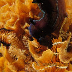 Tambja capensis