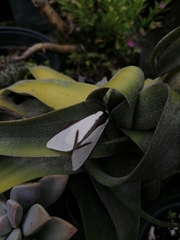 Turuptiana