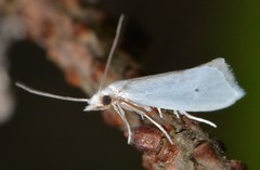 Eucalantica polita