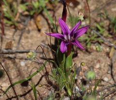 Romulea kamisensis