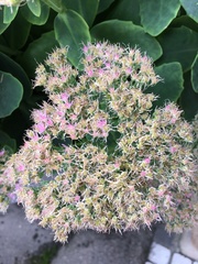 Hylotelephium spectabile