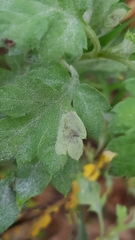 Calycomyza artemisiae