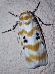 Cyana arama arama
