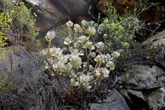 Crassula arborescens arborescens