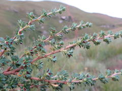 Cliffortia spathulata