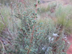 Cliffortia spathulata