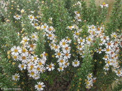 Diplostephium ericoides