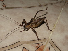 Ancistrocercus circumdatus