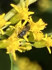 Hylaeus