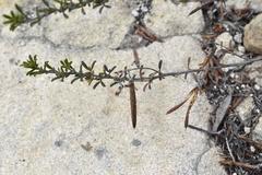 Indigofera sp11