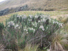 Diplostephium ericoides