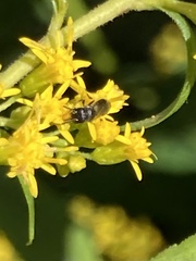 Hylaeus
