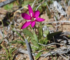 Hesperantha latifolia